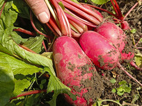 �زİκ��ܲ�